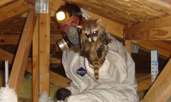 Oakland County Wildlife Removal - Skunk, Squirrel, Bat Control in Michigan